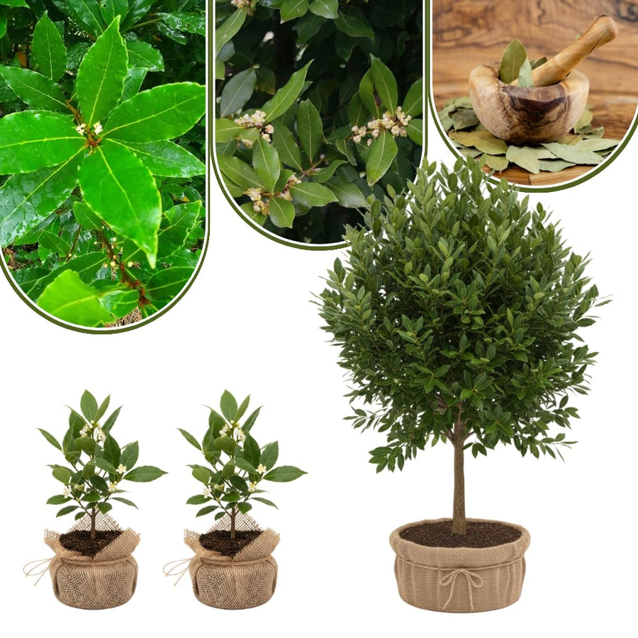 1 Year Old Bay Leaf Tree Live Plant Well-Rooted, 6-10" Tall, Sweet Bay Laurel Laurus Nobilis Plant for Outdoor Indoor Planting Herb