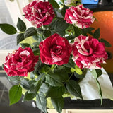Mini Rose Bush, Miniature Rose Flowers in 3'' Pot, Compact Flowering Rose for Indoor Outdoor Gardens and Containers (Red Pink Roses)