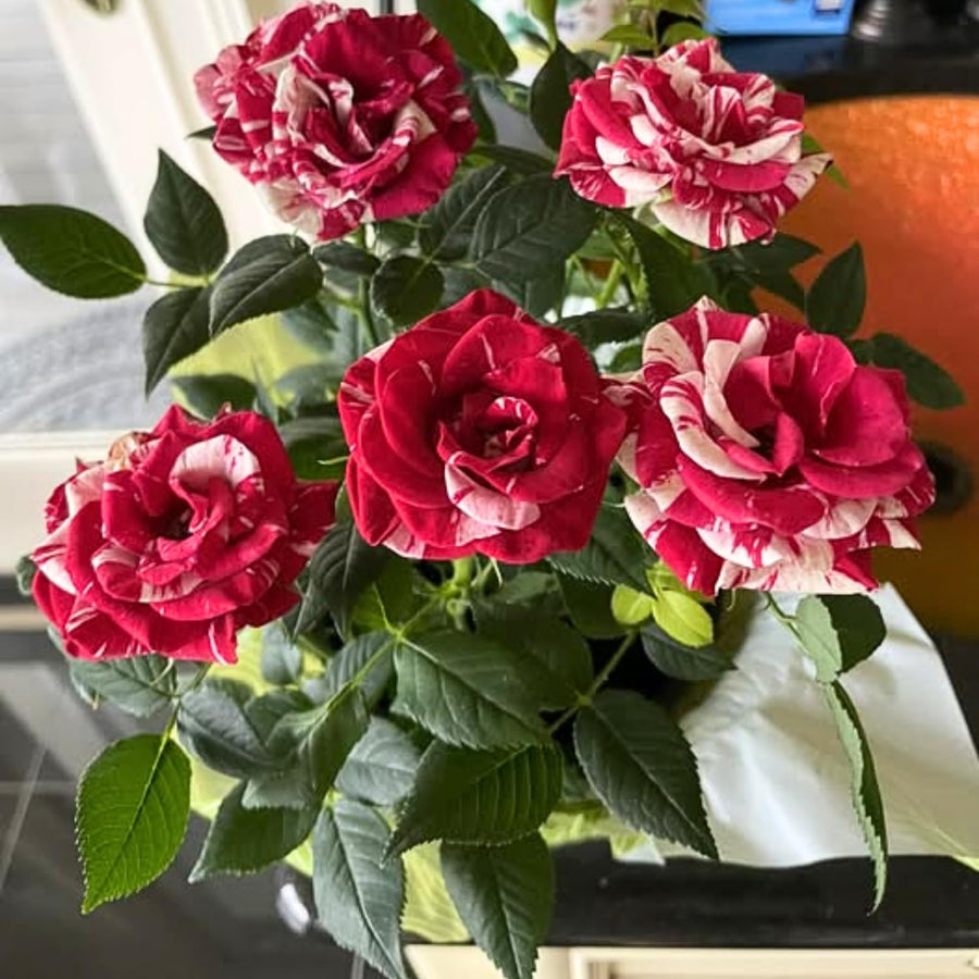 Mini Rose Bush, Miniature Rose Flowers in 3'' Pot, Compact Flowering Rose for Indoor Outdoor Gardens and Containers (Red Pink Roses)