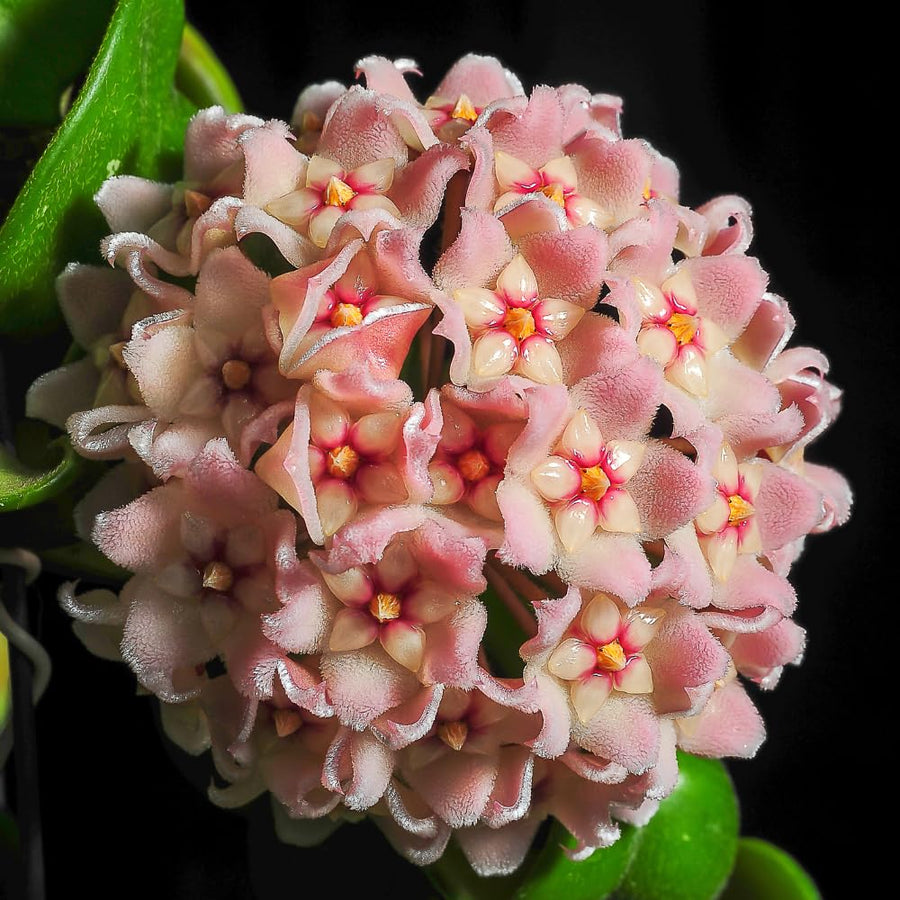 Live Hoya Hindu Rope Plant, Hoya Plant Well Rooted in 4 Inch Pot, 4-7 Inches Tall, Suited for Indoor Houseplants and Home Decor