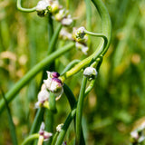 Set 5 Egyptian Walking Onion Plants, 2 Year Old Live Perennial Vegetable