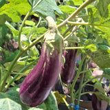 Purple Eggplant Plant for Planting, 4-7" Tall in 4 Inches Pot, Eggplant Vegetable Plants, Eggplants Seedling for Garden Growing
