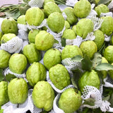 Live White Guava Tree Plant in Pot, 7-12" in Tall, Sweet Tropical Fruit Tree, Zones 9-11, Fast-Growing Guava Seedling