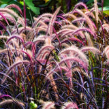 2 Ornamental Grass Plants - Purple Fountain Grasses Live Plants Perennial - 5-9 Inc Tall - Live Grass Seedlings Indoor Outdoor