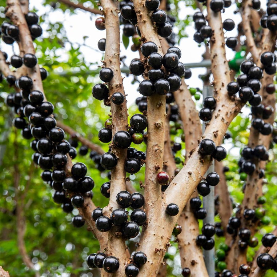 Jaboticaba Plant Live, Jabuticaba Fruit Tree 4 Inch Pot, Edible Brazilian Grape Tree Well Rooted