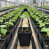 2PPP Green Bean Plant Live in 4 Inch Pot, Bean Live Plant 5 Inches Tall, Well Rooted Vegetable Plant for Growing