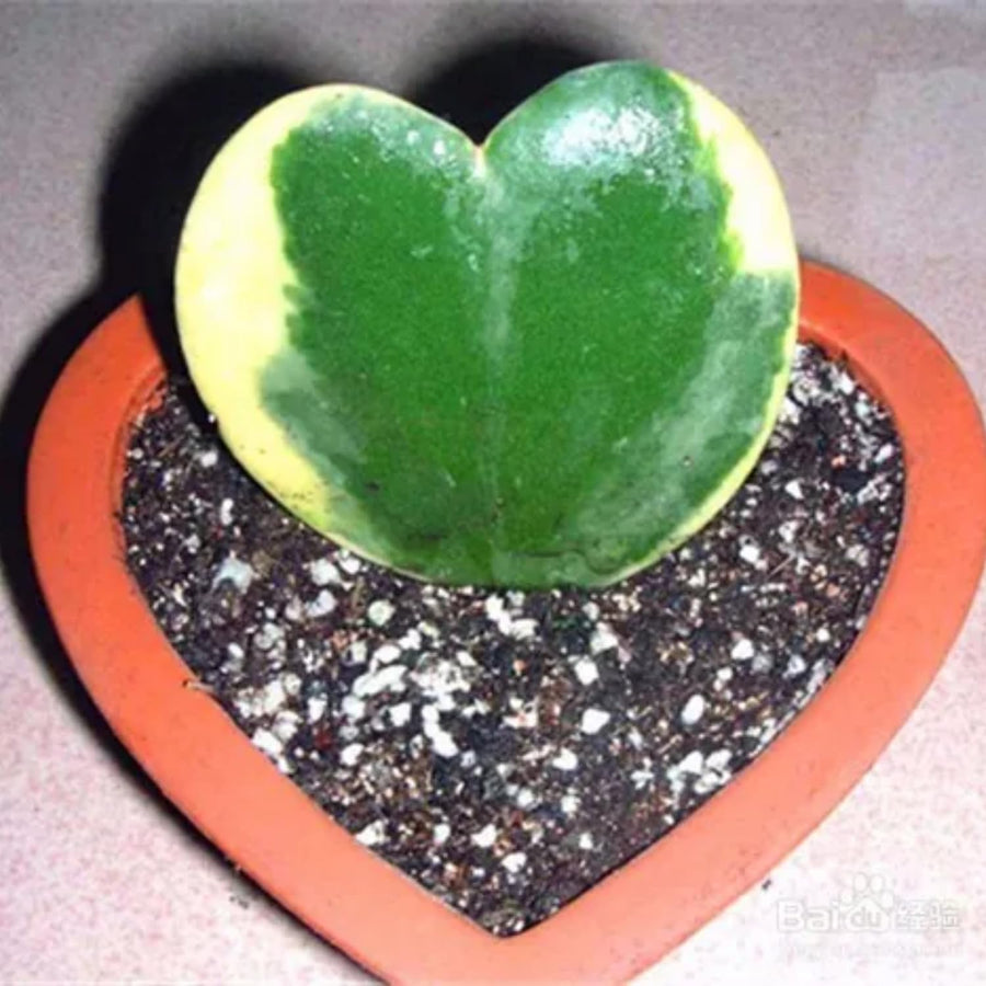 Variegated Kerri Hoya Plant Live, Rare Cream and Green Heart-Shaped Succulent Vine Leaves, Outdoor Indoor Houseplant Decor