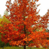 Set of 2 Sassafras Live Trees, 12–18" Tall, Bare Root, Common Sassafras Seedling Trees Well-Rooted for Outdoor Garden Growing