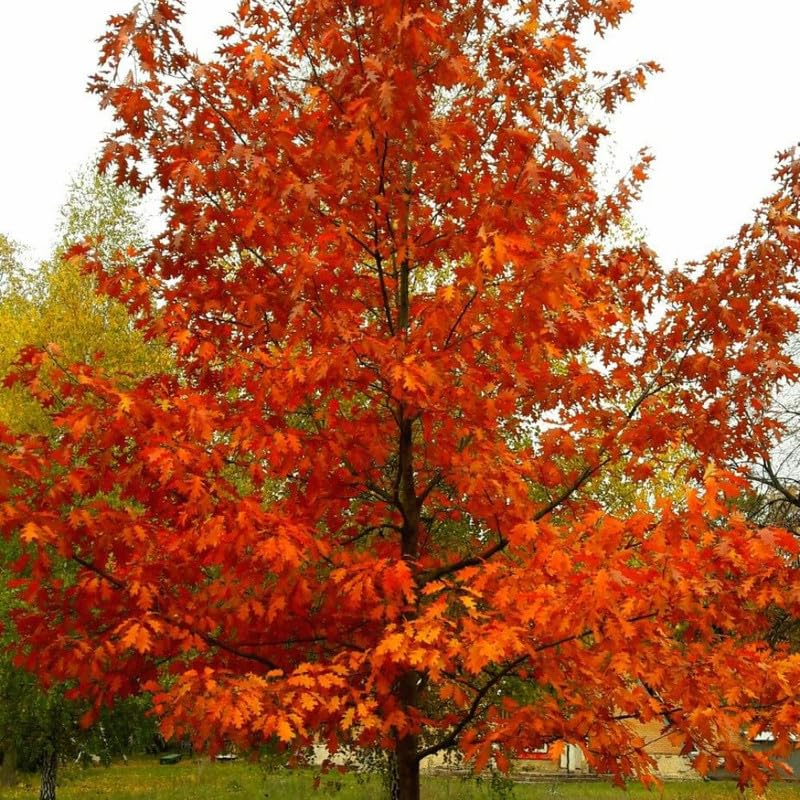 Set of 2 Sassafras Live Trees, 12–18" Tall, Bare Root, Common Sassafras Seedling Trees Well-Rooted for Outdoor Garden Growing