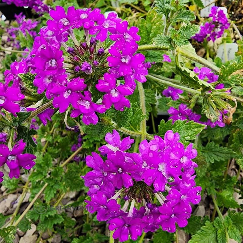 2 Perennial Purple Verbena Plants Live for Trailing Bushes Shrubs, Well Rooted in Pot, 5-9 Inches Tall