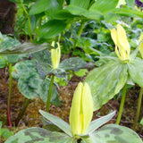 Set of 5 Yellow Trillium Bulbs, Large Bulbs, Trillium Bulbs for Planting, Trillium Bulbs Bulk for Garden, Trillium Flower Bulbs, Ready to Plant