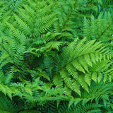 10 Fern Live Plants Roots, Lady Ferns Plant Live, Fern Starter Plant for Growing Indoor, 10 Roots Rhizomes