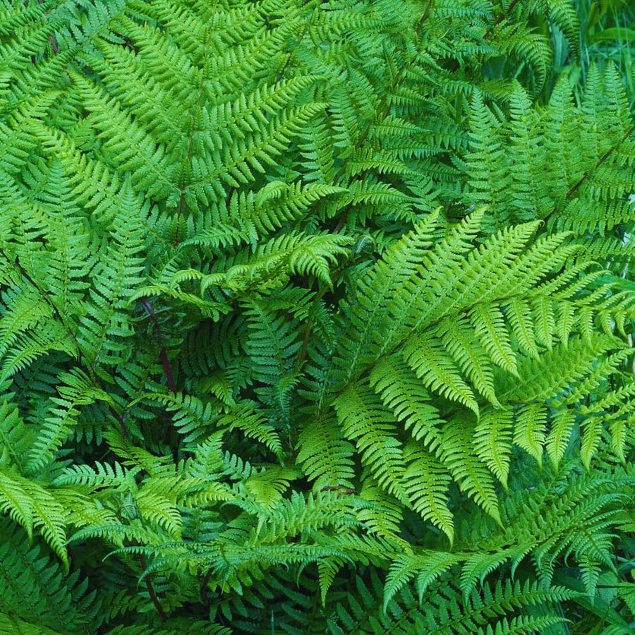 10 Lady Ferns Roots, Fern Live Plants Outdoor Indoor Planting, 4 to 6 Inc Tall