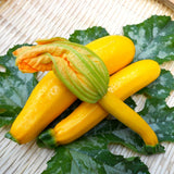 2 Yellow Zucchini Plants Live, Squash Vegetable Plants, 5–9 Inches Tall, Well Rooted, Ready for Home Garden Growing