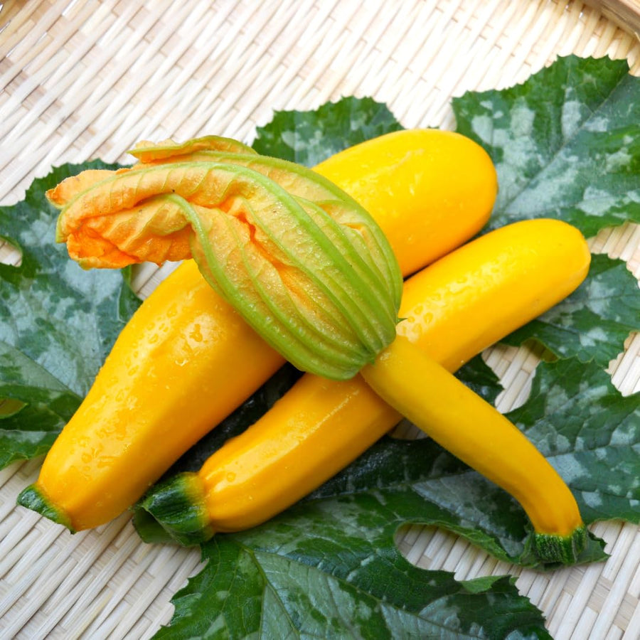 2 Yellow Zucchini Plants Live, Squash Vegetable Plants, 5–9 Inches Tall, Well Rooted, Ready for Home Garden Growing