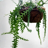 Fishbone Cactus Live Plant 2″ Pot, Indoor Succulent for Planting, Easy Care, Zones 10–11
