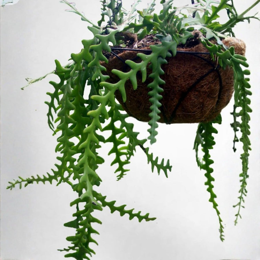 Fishbone Cactus Live Plant 2″ Pot, Indoor Succulent for Planting, Easy Care, Zones 10–11