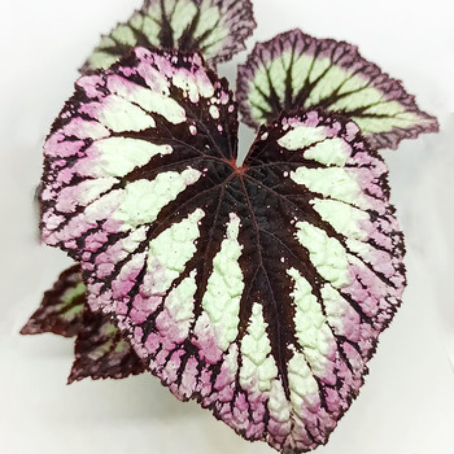Combo 4 Begonias Houseplant Live Indoor, Mix Begonia Maculata Live Plant, Random Begonias Live Plants Outdoor, 4 to 8 Inc Tall