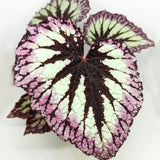Combo 4 Begonias Houseplant Live Indoor, Mix Begonia Maculata Live Plant, Random Begonias Live Plants Outdoor, 4 to 8 Inc Tall