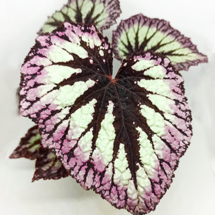 Combo 4 Begonias Houseplant Live Indoor, Mix Begonia Maculata Live Plant, Random Begonias Live Plants Outdoor, 4 to 8 Inc Tall