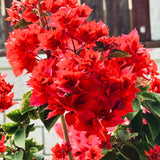 Red Bougainvillea Tree Live Plant, 1 Year Old Ready to Plant Outdoor, Very Hardy