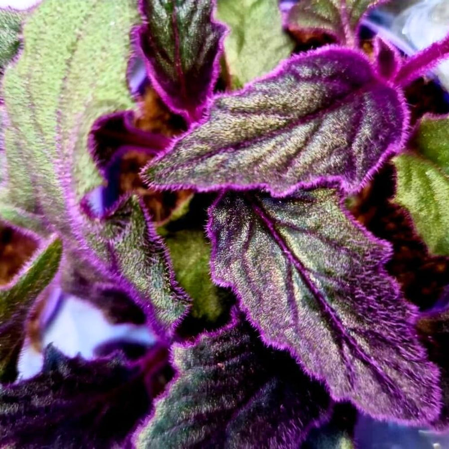 2 Gynura Aurantiaca Purple Passion Plants - Size 4-8 Inch Tall - Velvet Rooted Great for Indoor and Outdoor Gardening - Easy to Care Low Maintenance