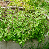 Pack 3 Holy Basil Plants, Live Basil Plant, 3-5 Inch Tall Live Herb Plant for Indoors Outdoors, Perennial, Fragrant