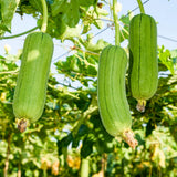 Set 100 Luffa Seed for Planting, Loofah Gourd Seed, Fast Growing Vine for Outdoor Garden, Raised Beds and Containers