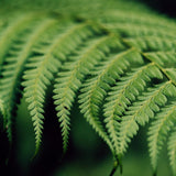 10 Lady Fern Roots, Fern Root for Shade Gardens, Landscape Borders and Container Growing