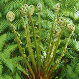 10 Ostrich Fern Roots for Planting, Fern Plants Live for Garden Backyard Ground Cover, 3 to 5 Inc Tall