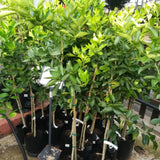 Grafted Green Lime Tree Live, 4 Feet Tall Citrus Plant for Outdoor or Container Growing, Fragrant Leaves and Fruit