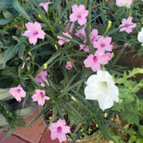 Pack 2 Mexican Petunias Live Plants, Mixed Colors Petunias Plant 4-8" Tall, 3 Plants Per 4" Pot, Vibrant Flowers for Outdoor Gardens