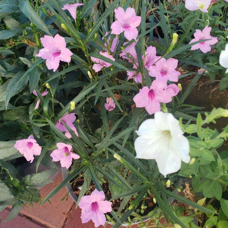 Pack 2 Mexican Petunias Live Plants, Mixed Colors Petunias Plant 4-8" Tall, 3 Plants Per 4" Pot, Vibrant Flowers for Outdoor Gardens