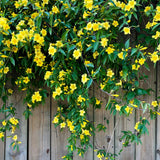 Yellow Jasmine Plant, Fragrant Jasmine Flower Vine 4-8 Inches Well Rooted for Container, Hanging Basket Growing