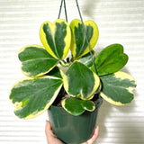 Hoya Kerrii Variegated Plant Live, Hoya Heart Leaf Live in 2 Inches Pot, Indoor Outdoor Houseplant