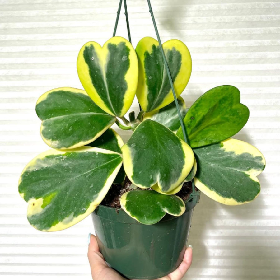 Hoya Kerrii Variegated Plant Live, Hoya Heart Leaf Live in 2 Inches Pot, Indoor Outdoor Houseplant