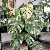 2 Rare Philodendron Live Plants Varieties Collection, Philodendrons Plants Size 5-9 Inc for Indoor Houseplant Décor, Ornamental Tropical Well-Rooted (Monstera Thai Constellation - Very Rare)