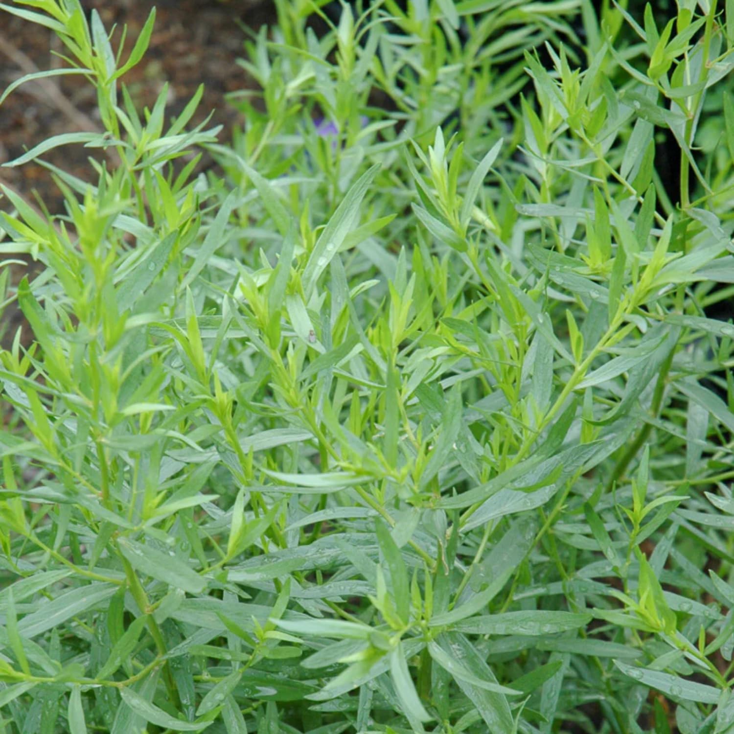 Pack 2 Tarragon Plants Live, Tarragon Herb Plant Ready to Grow, 5-9 Inch Tall, Tarragon Mint for Your Garden and Culinary Needs