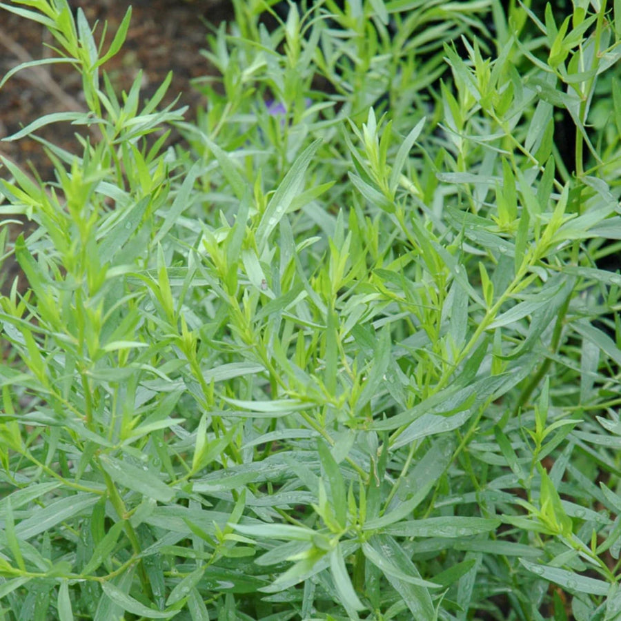 Pack 2 Tarragon Plants Live, Tarragon Herb Plant Ready to Grow, 5-9 Inch Tall, Tarragon Mint for Your Garden and Culinary Needs