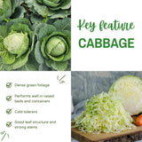 Pack of 1000 Cabbage Seeds for Planting, Cabbage Seeds, Easy Care Vegetable for Containers, Raised Beds and Outdoor Garden