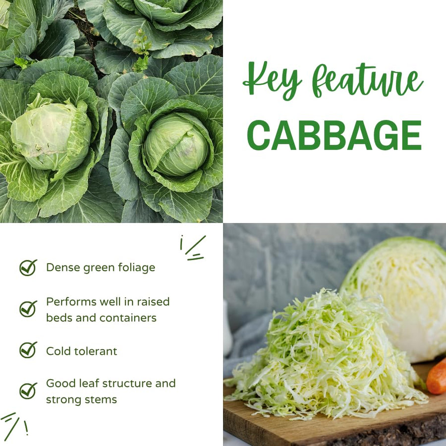 Pack of 1000 Cabbage Seeds for Planting, Cabbage Seeds, Easy Care Vegetable for Containers, Raised Beds and Outdoor Garden
