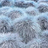 Set 2 Fescue Grass Plants Live, Ornamental Grasses Live Plants Perennial, No Pot, Live Grass Plant for Planting, 5-9" in Tall