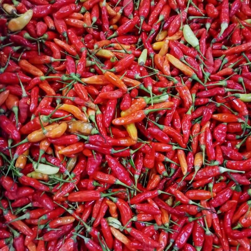 100 Bird Chili Pepper Seeds, Thai Hot Pepper Seeds for Planting Garden, Containers, and Indoor Growing