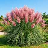 Set 100+ Pink Pampas Grass Seeds for Planting, Pampas Grass, Ornamental Grass for Garden Decor, Landscape
