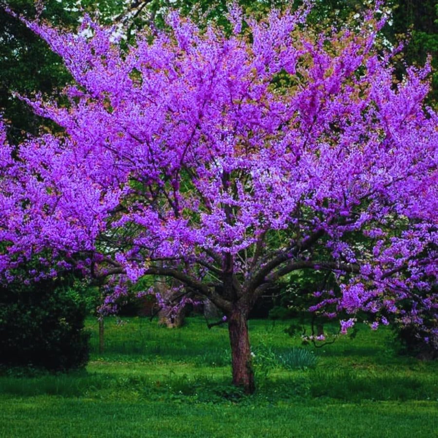Redbud Trees Seedlings Live Plants, 9 Months Old Dormant Eastern Red Bud Plant for Planting Outdoor, No Leaf, 8-12" in Tall