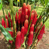 Live Plant Awapuhi Shampoo Ginger, Cold Hardy, 5-9" in Tall Red Ginger Oudoor Planting, Pinecone Zerumbet Zingiber, Ginger Lily Flowers