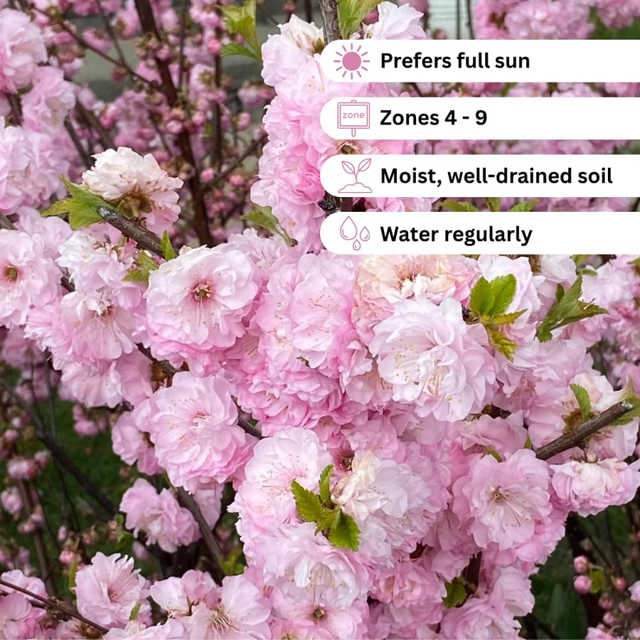 Almond Tree Live Plant, Pink Flowering Almond Shrub, Quart Pot, 8-10 Inches Tall, Fragrant Flower, Ornamental Shrub for Garden