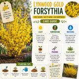 Lynwood Gold Forsythia Bush in 4 Inch Pot, Yellow Lynnwood Bushes, Yellow Flowering Shrub, 4-7" Tall for Planting