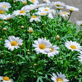 2 White Daisy Plants Live, Daisy Perennials Live Plants Outdoor, 5 to 7 Inc in Height Starter Plants