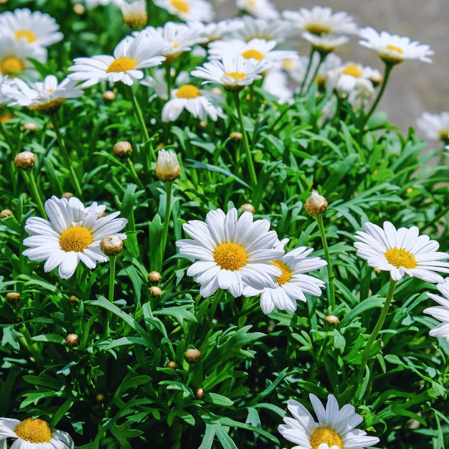 2 White Daisy Plants Live, Daisy Perennials Live Plants Outdoor, 5 to 7 Inc in Height Starter Plants